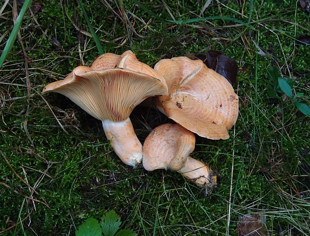 rýdzik pravý Lactarius deliciosus (L.) Gray