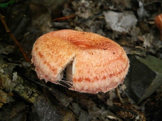 rýdzik kravský Lactarius torminosus (Schaeff.) Gray