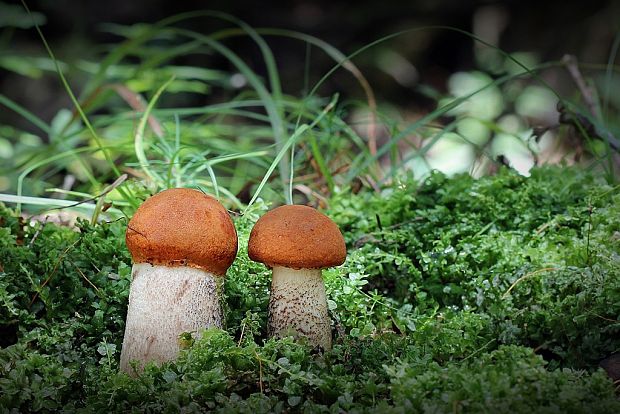 kozák osikový Leccinum albostipitatum den Bakker & Noordel.