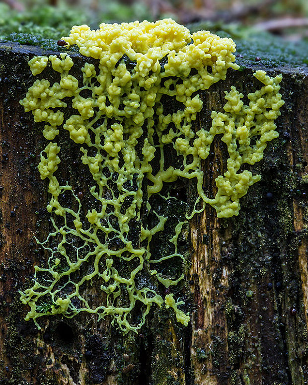 slizovka Myxomycetes