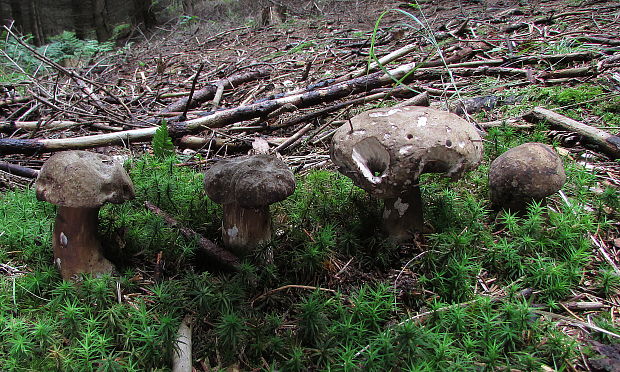 tmavohríb obyčajný Porphyrellus porphyrosporus (Fr. & Hök) E.-J. Gilbert