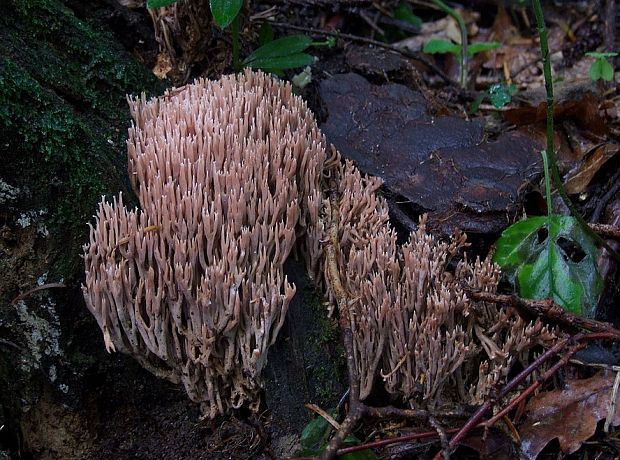 strapačka Ramaria sp.