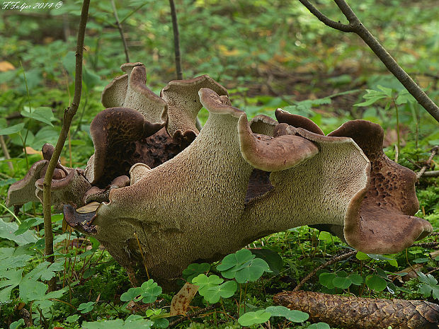 jelenkovec škridlicovitý Sarcodon imbricatus (L.) P. Karst.