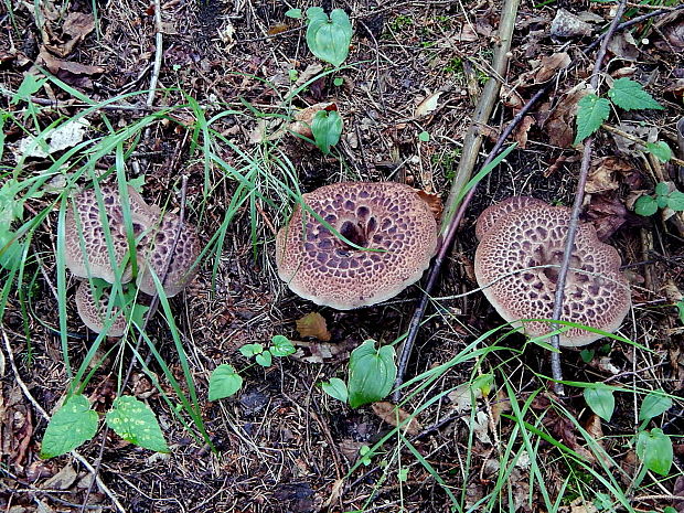 jelenkovec škridlicovitý Sarcodon imbricatus (L.) P. Karst.