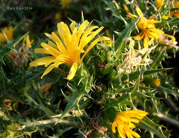 bodliak stredozemný Scolymus hispanicus L.