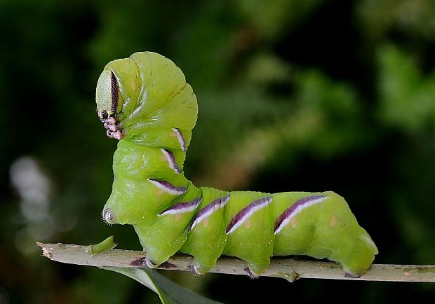 lišaj orgovánový Sphinx ligustri