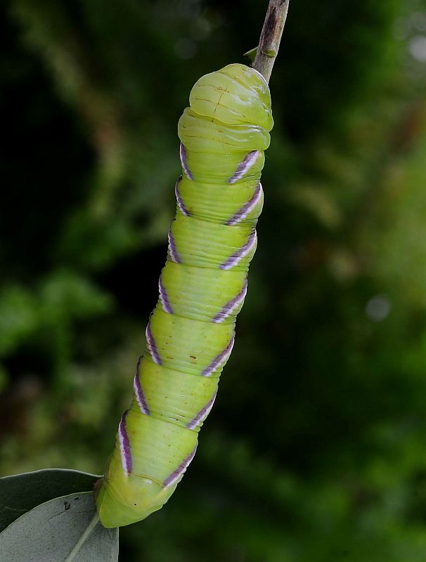 lišaj orgovánový Sphinx ligustri