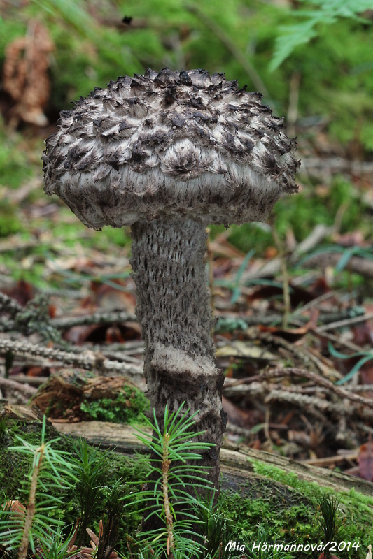 šiškovec šupinatý Strobilomyces strobilaceus (Scop.) Berk.