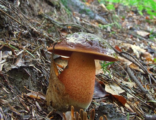 hríb zrnitohlúbikový Sutorius luridiformis (Rostk.) G. Wu & Zhu L. Yang