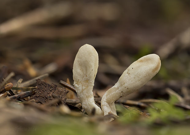 kyjovec tmavnúci Trichoderma alutaceum Jaklitsch