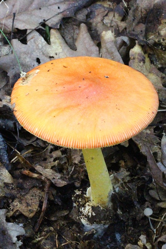 muchotrávka cisárska Amanita caesarea (Scop.) Pers.