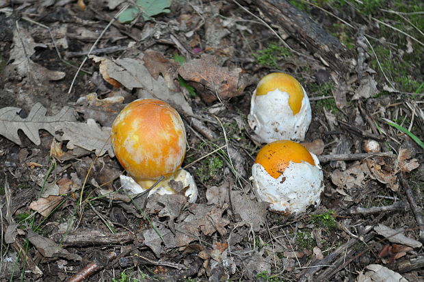 muchotrávka cisárska Amanita caesarea (Scop.) Pers.