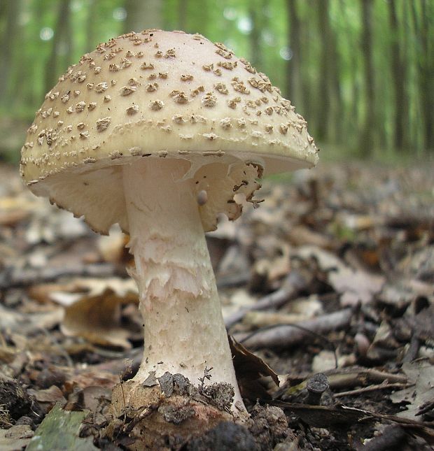 muchotrávka červenkastá Amanita rubescens Pers.