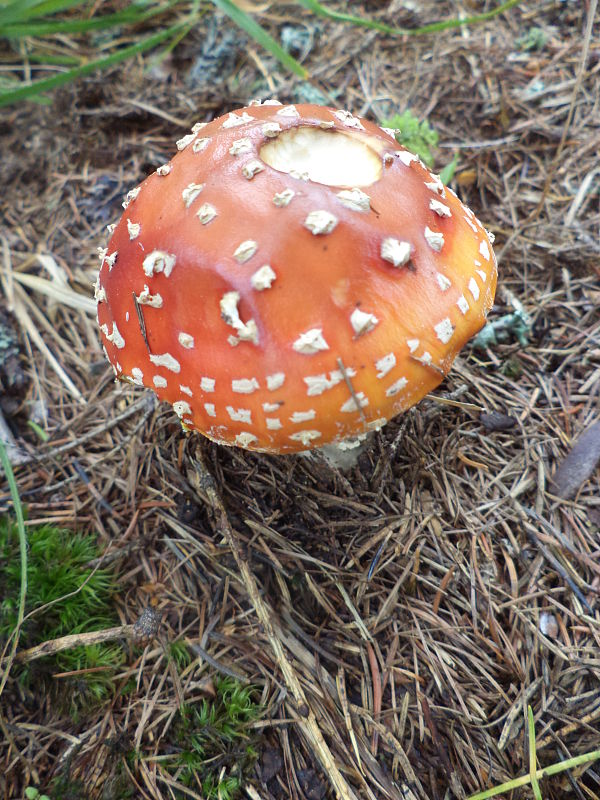 muchotrávka Amanita sp.