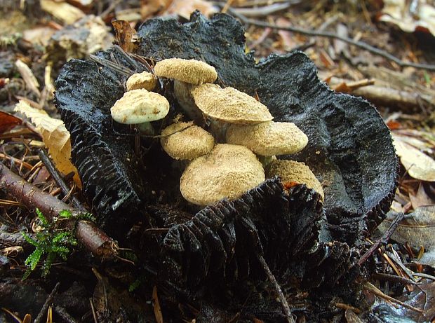 príživnica prášnicovitá Asterophora lycoperdoides (Bull.) Ditmar