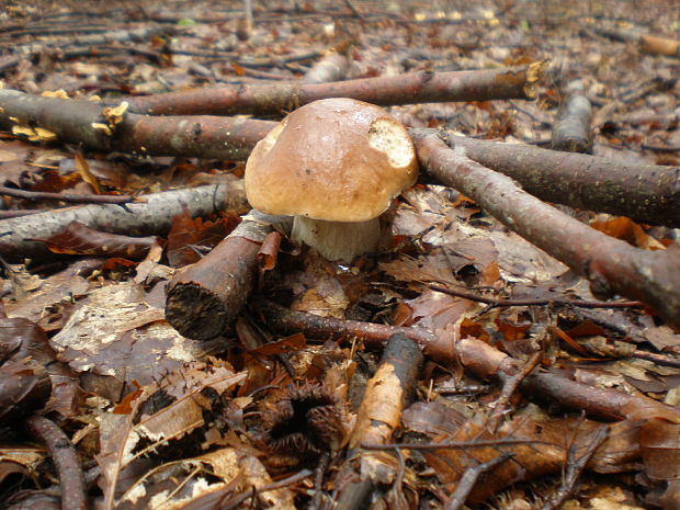 hríb smrekový Boletus edulis Bull.