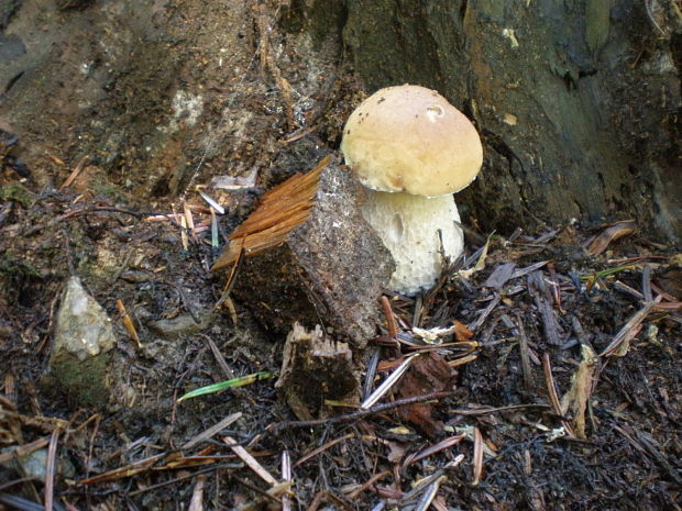 hríb smrekový Boletus edulis Bull.