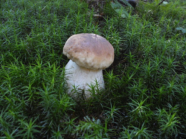 hríb smrekový Boletus edulis Bull.