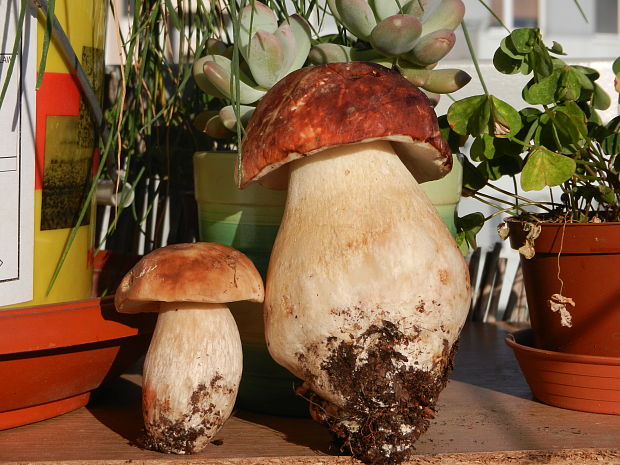 hríb dubový Boletus reticulatus Schaeff.