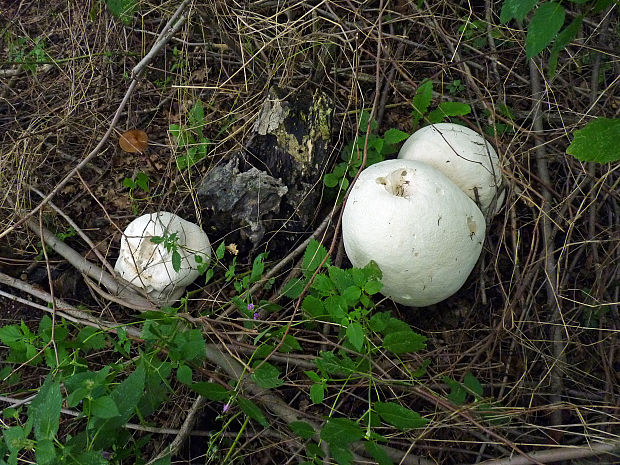 vatovec obrovský Calvatia gigantea (Batsch) Lloyd