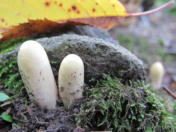 kyjak obrovský Clavariadelphus pistillaris (Fr.) Donk