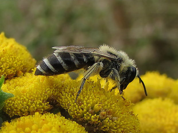 hedvábnice řebříčková Colletes deviesanus