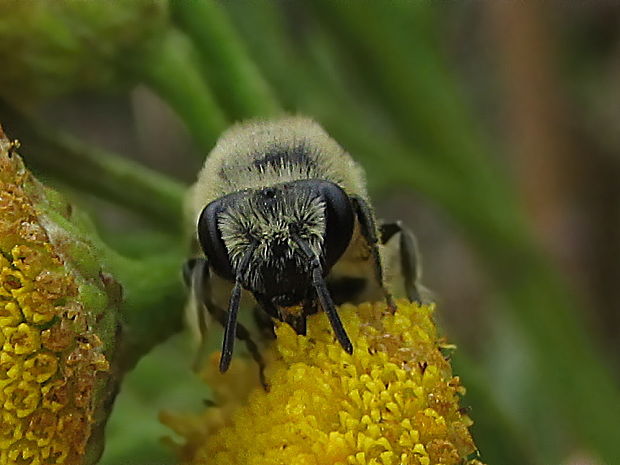 hedvábnice řebříčková Colletes deviesanus