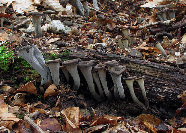 lievik trúbkovitý Craterellus cornucopioides (L.) Pers.