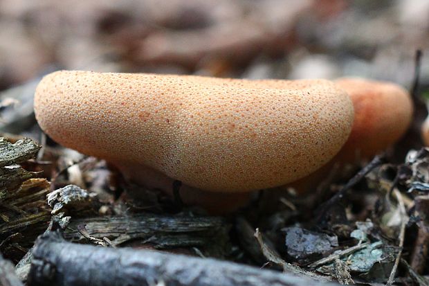 pečeňovec dubový Fistulina hepatica (Schaeff.) With.