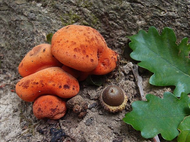 pečeňovec dubový Fistulina hepatica (Schaeff.) With.