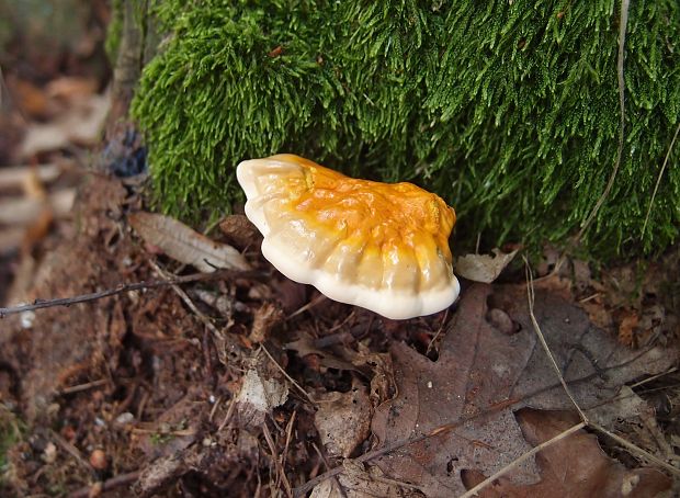 lesklokôrovka obyčajná Ganoderma lucidum (Curtis) P. Karst.