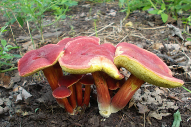 suchohríb karmínový Hortiboletus rubellus (Krombh.) Simonini, Vizzini & Gelardi