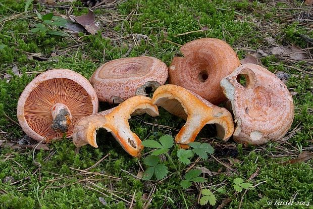 rýdzik pravý Lactarius deliciosus (L.) Gray