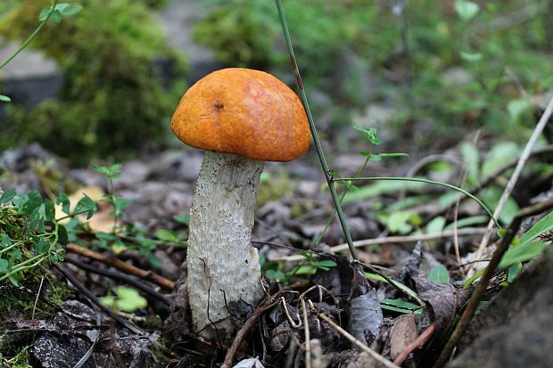 kozák osikový Leccinum albostipitatum den Bakker & Noordel.