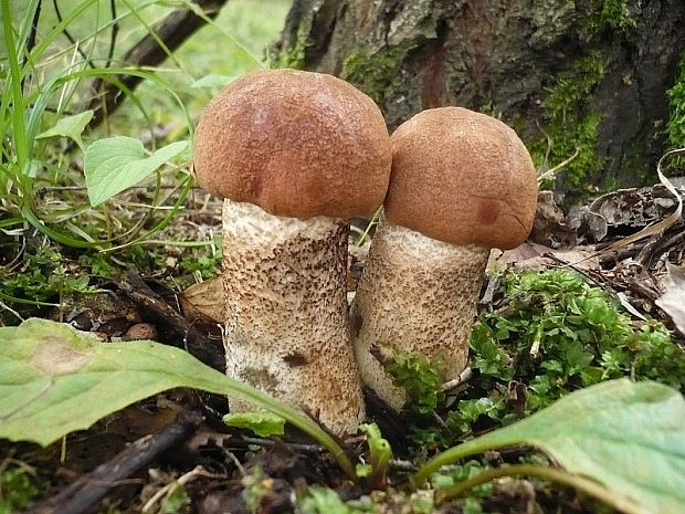 kozák dubový Leccinum aurantiacum (Bull.) Gray