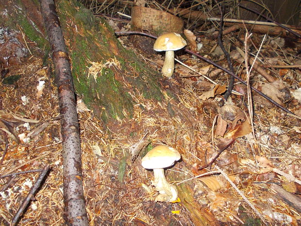 kozák hrabový Leccinum pseudoscabrum (Kallenb.) Šutara