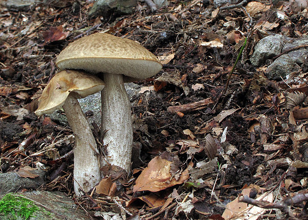 kozák hrabový Leccinum pseudoscabrum (Kallenb.) Šutara