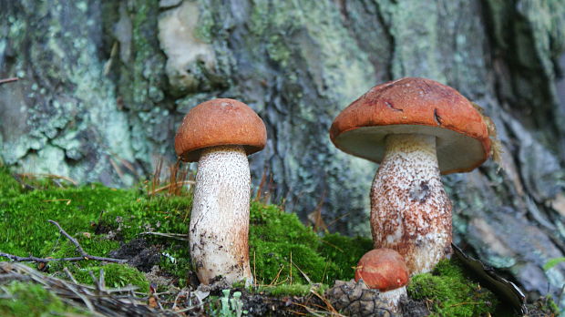 kozák sosnový Leccinum vulpinum Watling