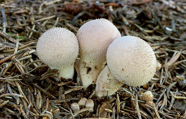 prášnica bradavičnatá Lycoperdon perlatum Pers.