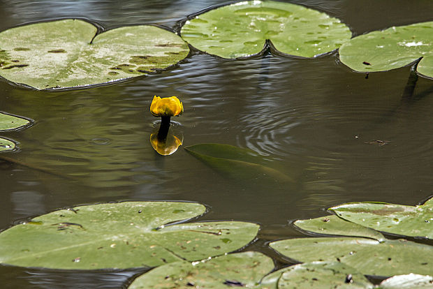 leknica žltá Nuphar lutea (L.) Sm.