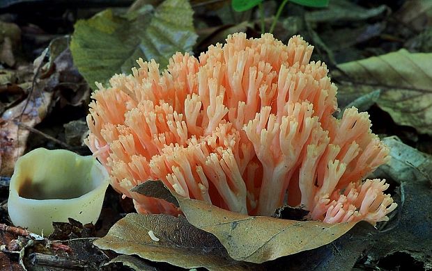 strapačka lososovoružová Ramaria subbotrytis (Coker) Corner