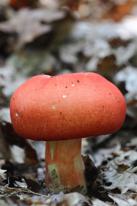 plávka Russula sp.