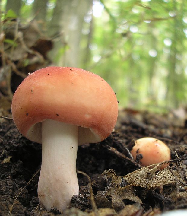 plávka Russula sp.