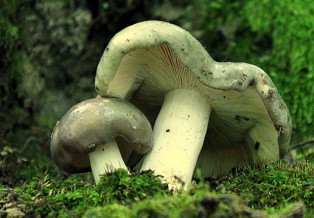 plávka Russula sp.