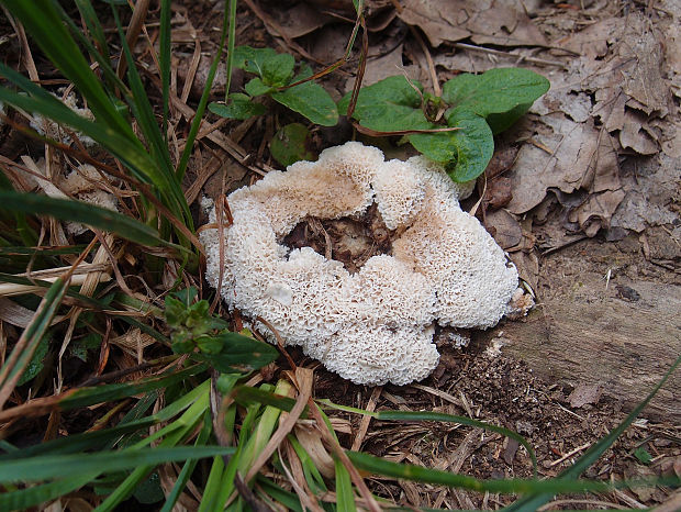 kučierka Sparassis sp.