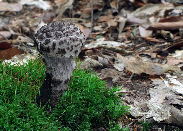 šiškovec šupinatý Strobilomyces strobilaceus (Scop.) Berk.