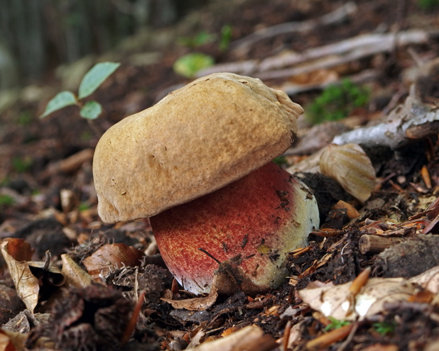 hríb zrnitohlúbikový Sutorius luridiformis (Rostk.) G. Wu & Zhu L. Yang