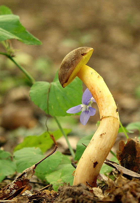 suchohríb plstnatý Xerocomus subtomentosus L.