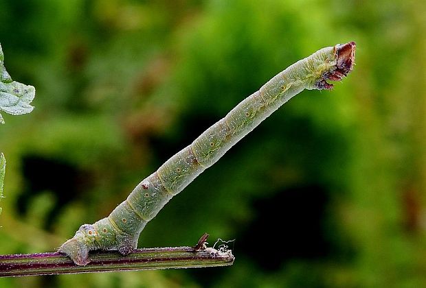 piadivka brezová  Biston betularia