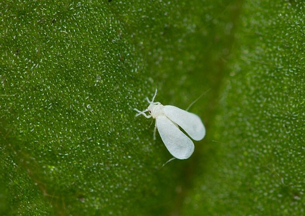 . Aleyrodes proletella